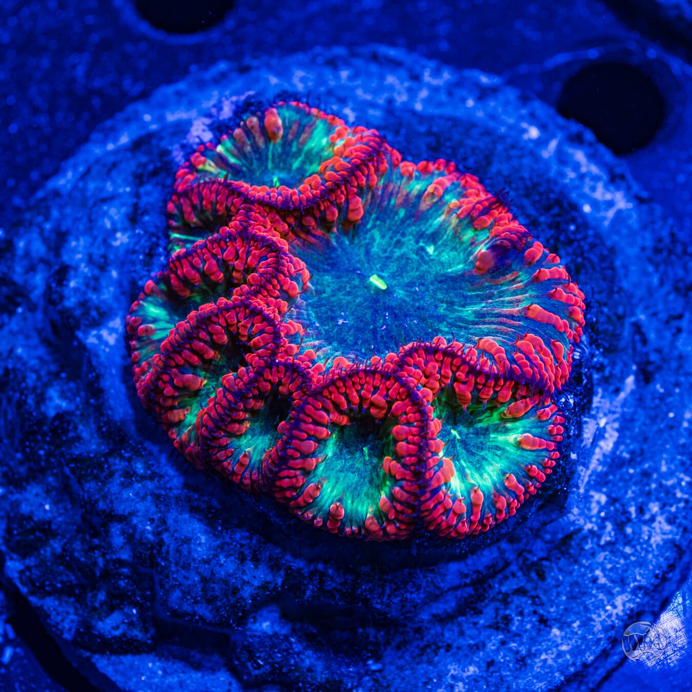 Ultra Wellsi Blastomussa #2 - Daylight Photo