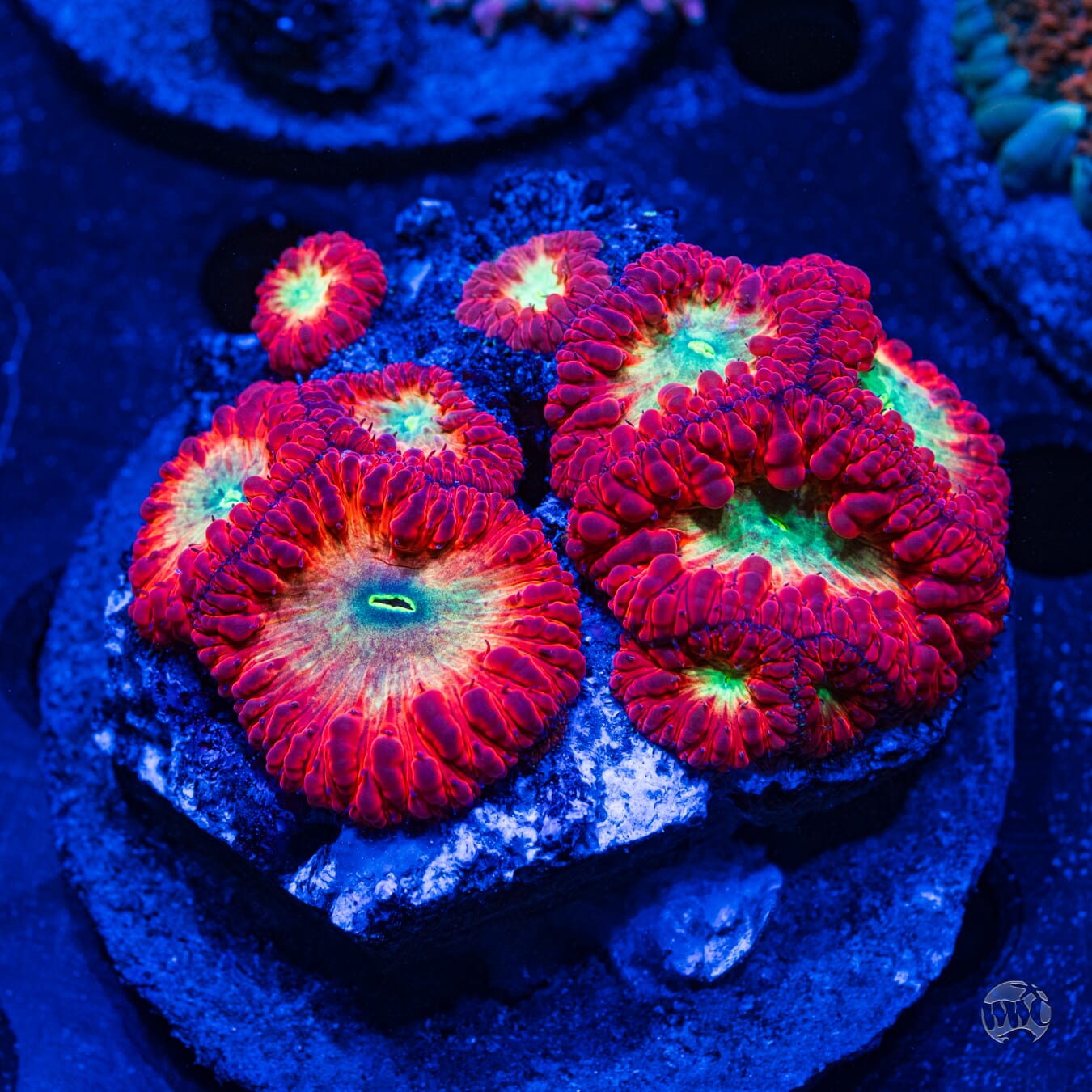 Ultra Wellsi Blastomussa #6 - Daylight Photo