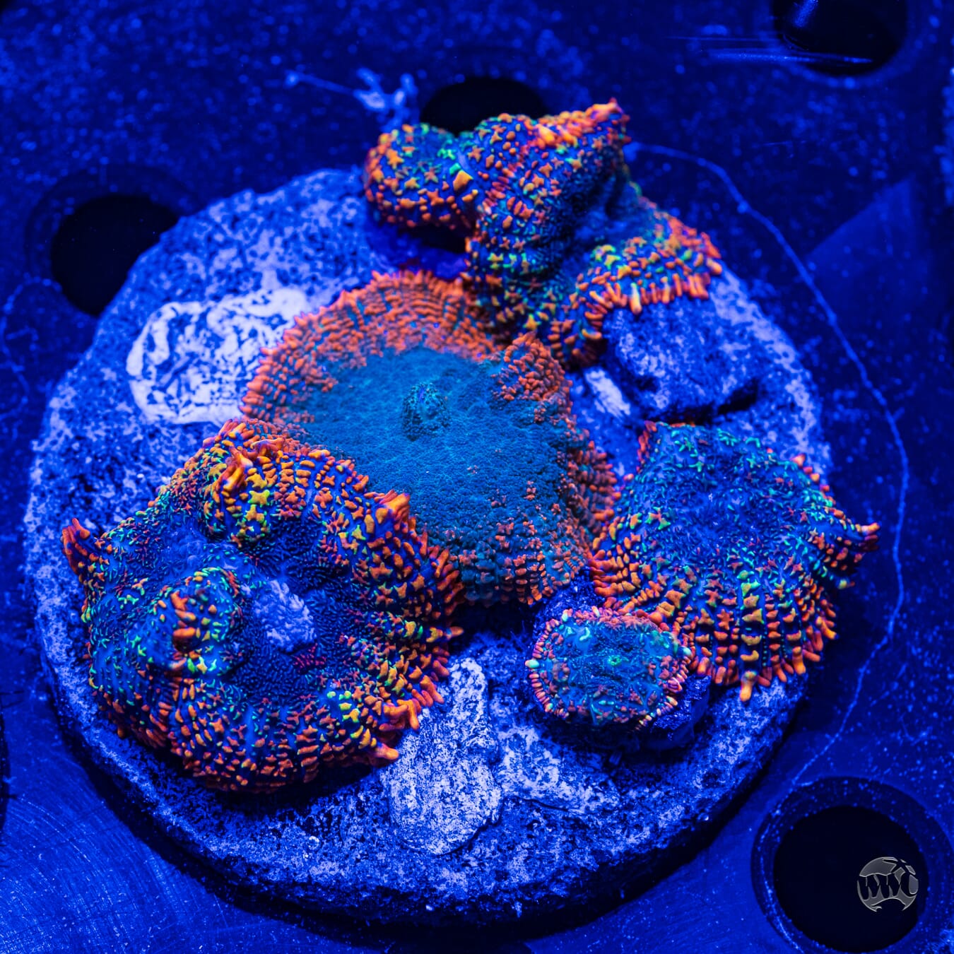 Ultra Rhodactis Mushroom Colony - Daylight Photo