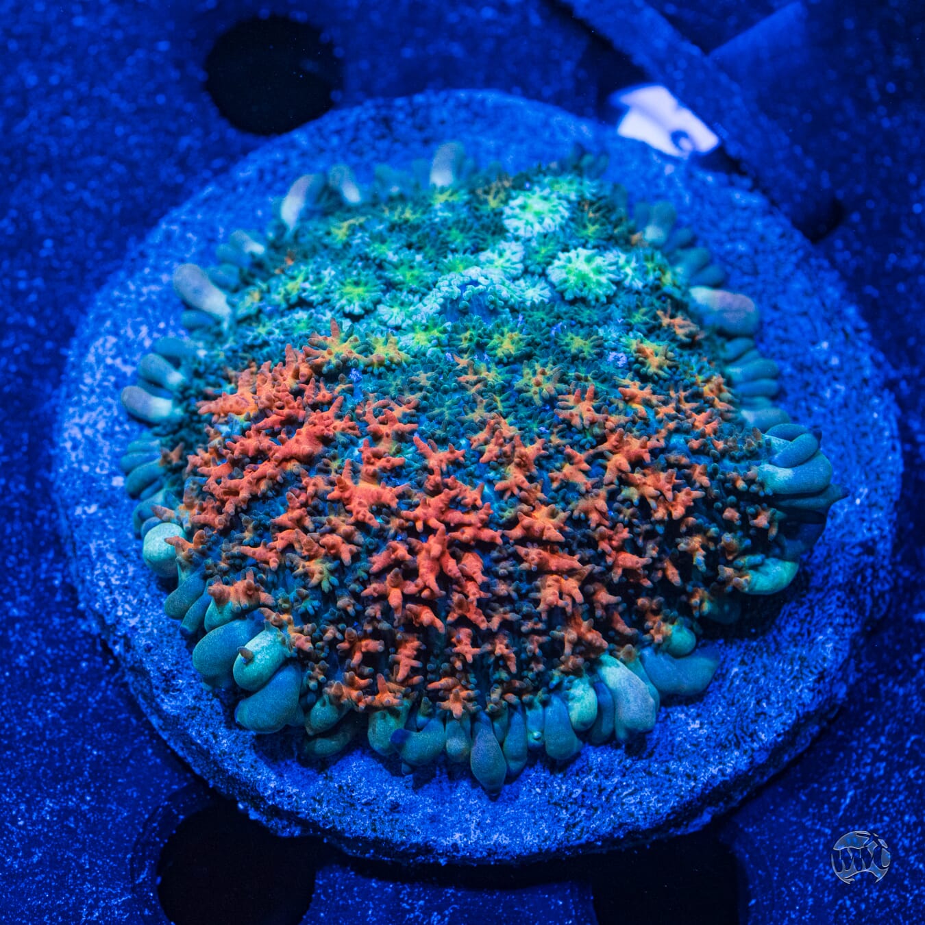 Ultra Rhoactis Mushroom #3 - Daylight Photo