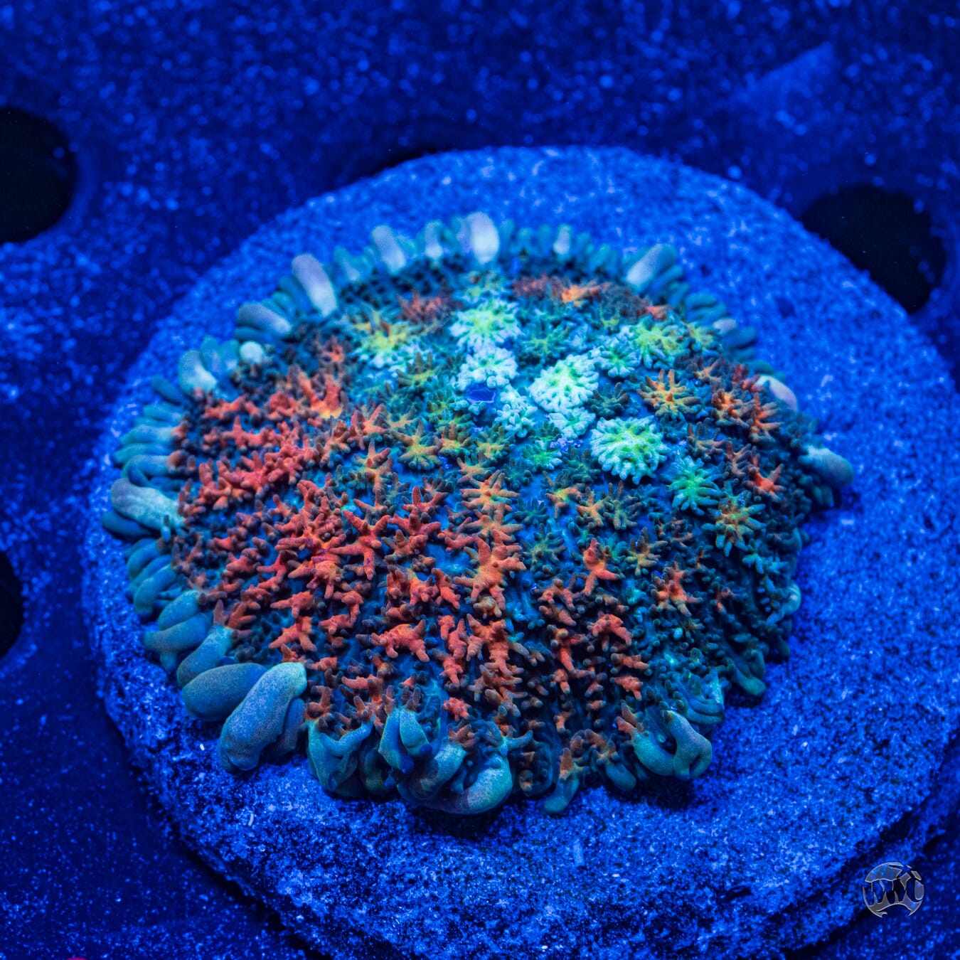 Ultra Rhoactis Mushroom #4 - Daylight Photo