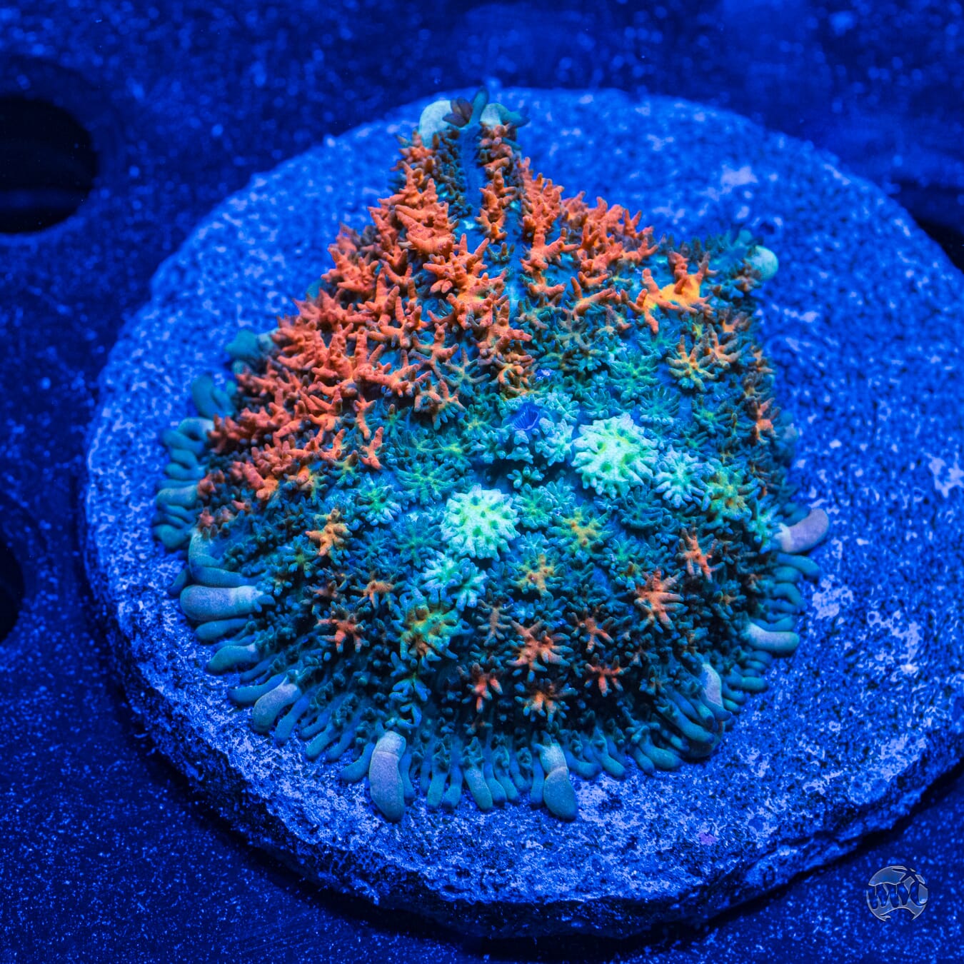 Ultra Rhoactis Mushroom #6 - Daylight Photo
