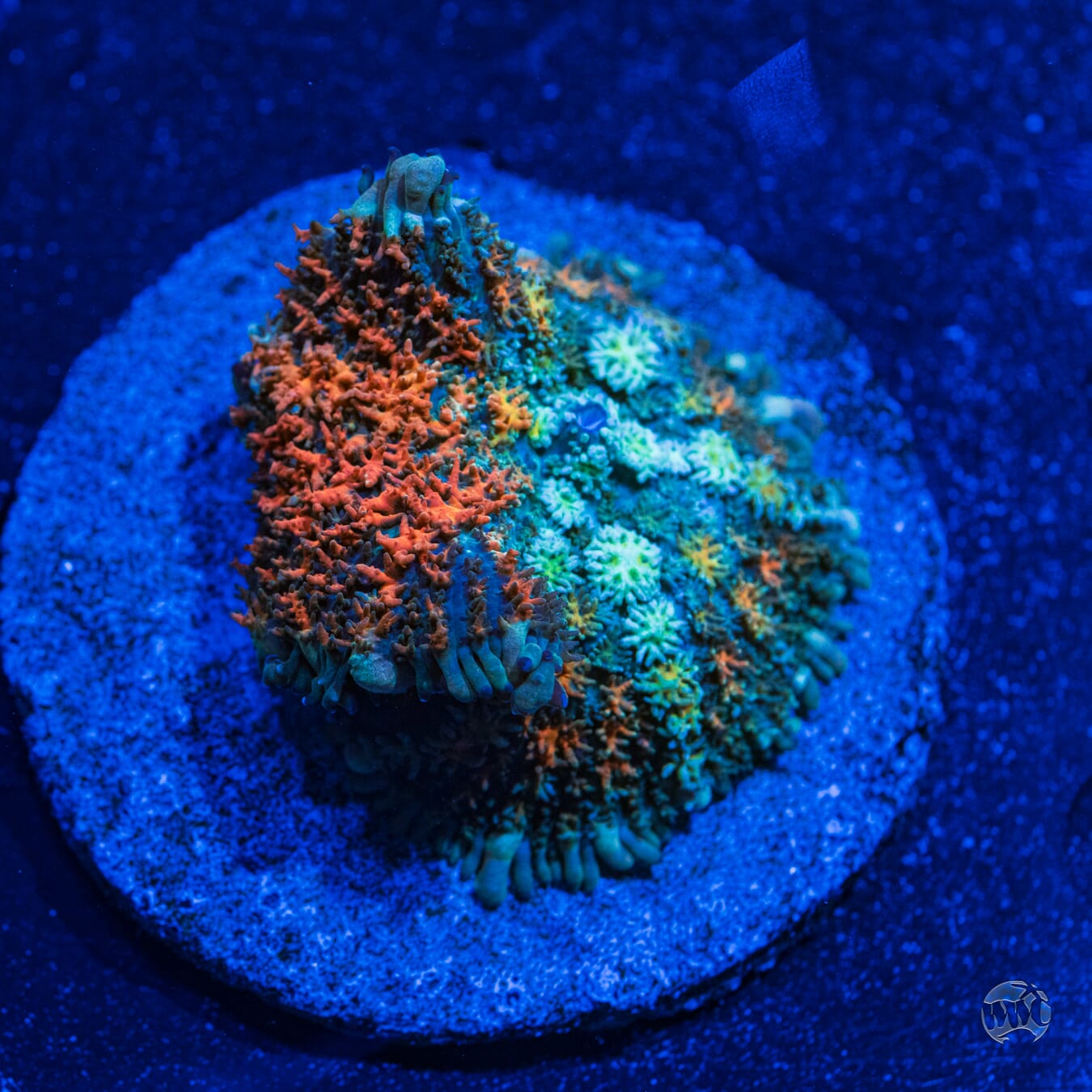 Ultra Rhoactis Mushroom #7 - Daylight Photo