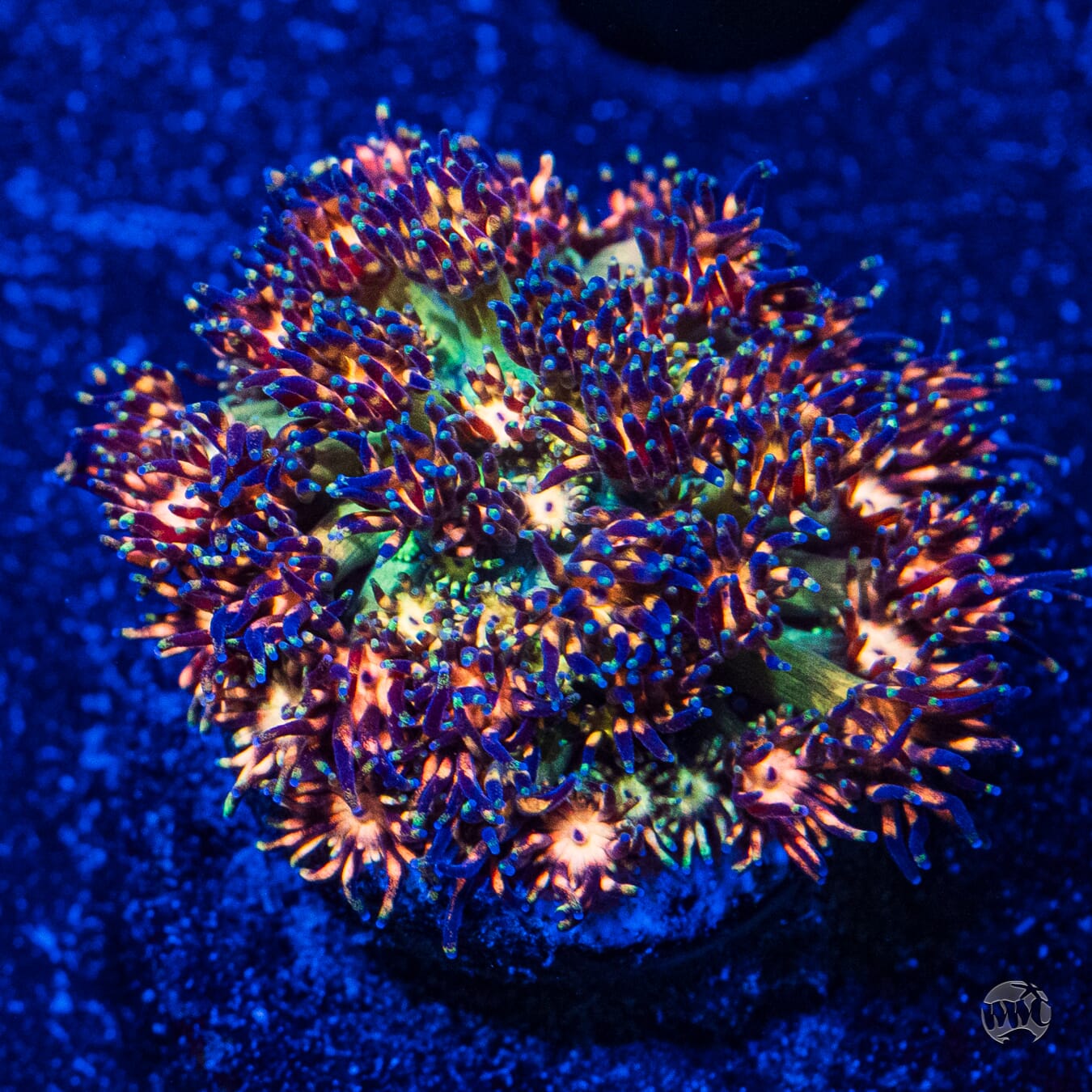 Ultra Orange Green Tentacle Goniopora - Daylight Photo