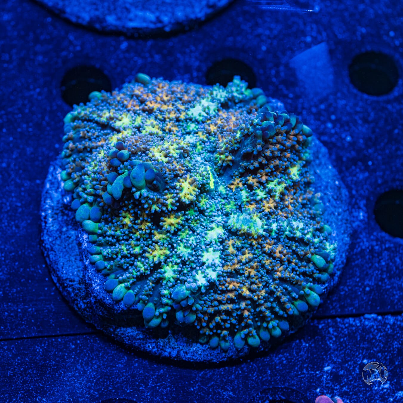 Ultra Rhoactis Mushroom #8 - Daylight Photo