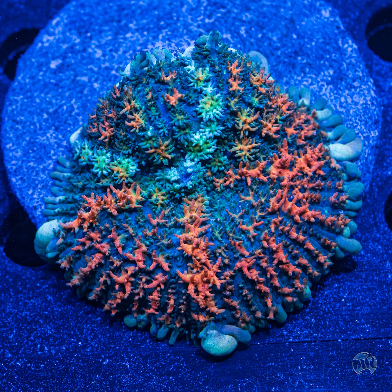 Ultra Rhoactis Mushroom #9 - Daylight Photo