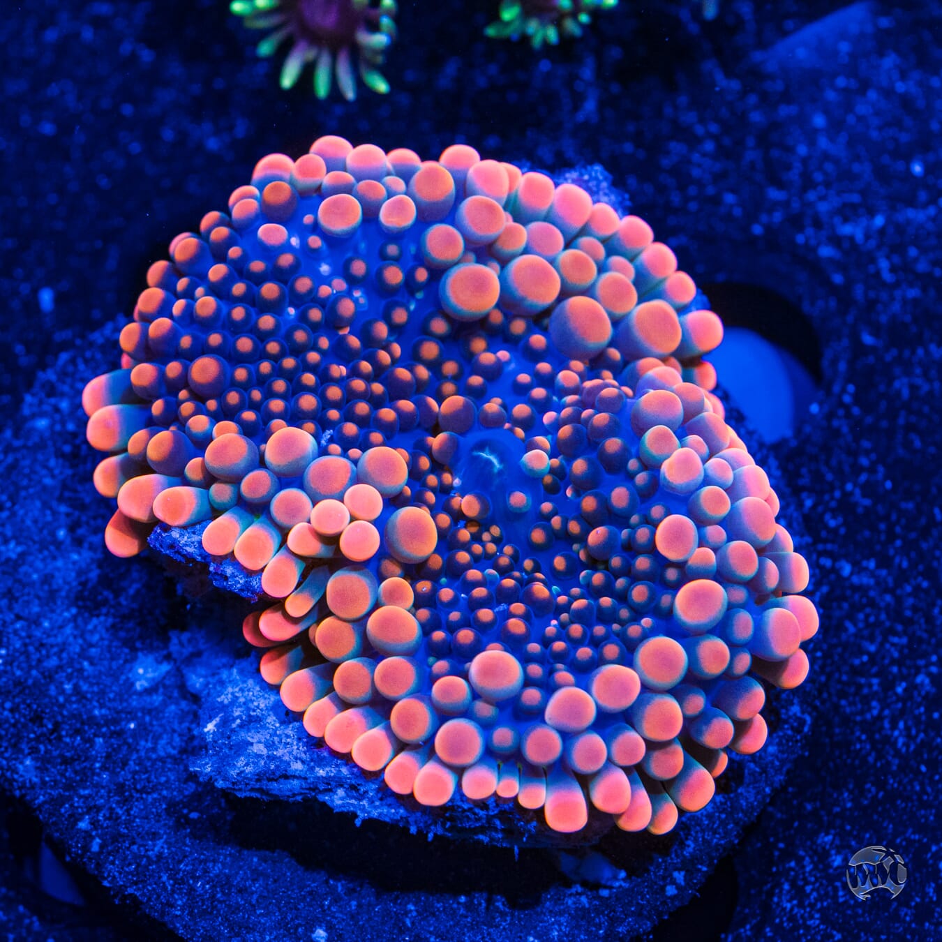 Ultra Bubbly Yuma Mushroom - Daylight Photo