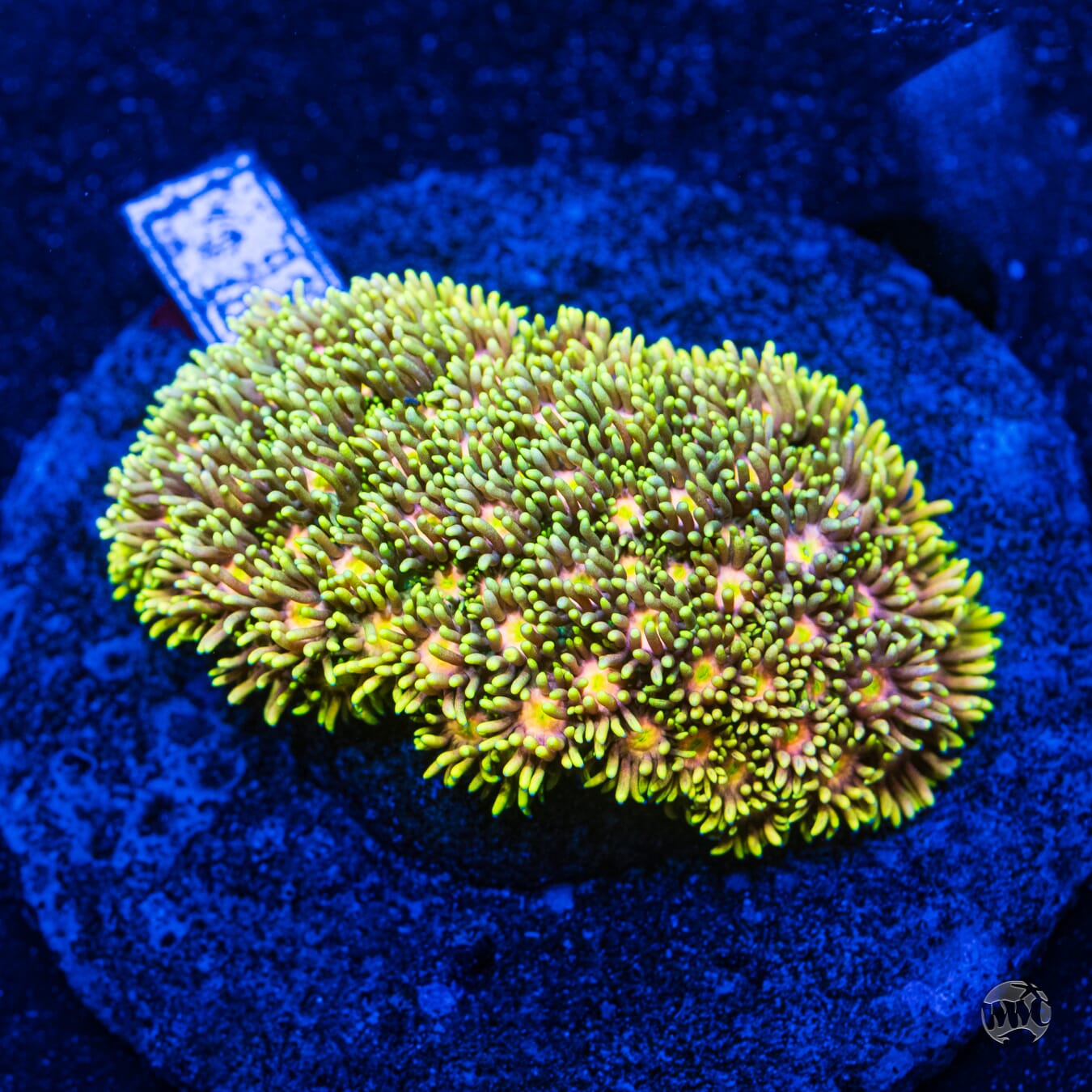 Yellow Orange Goniopora - Daylight Photo