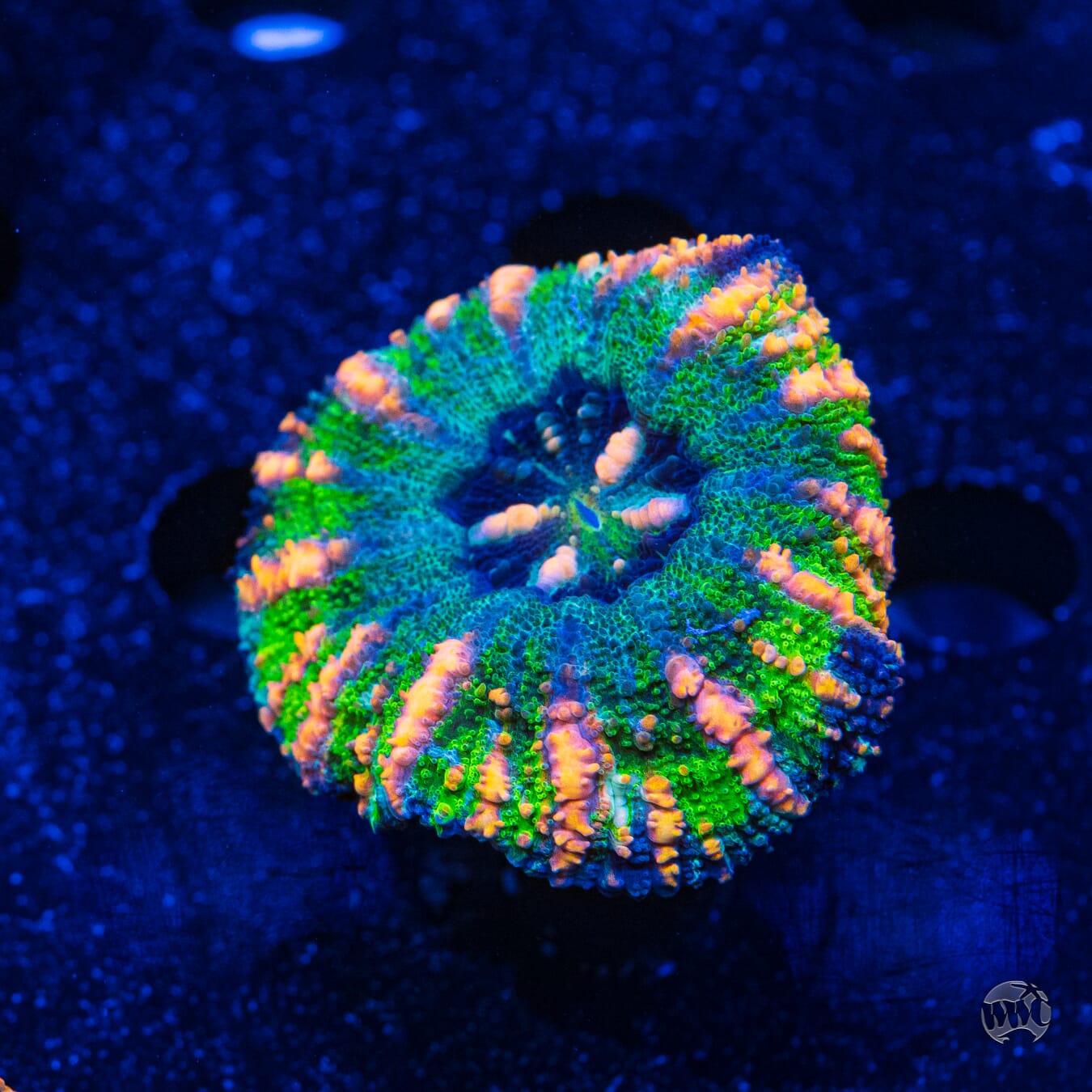 Bicolor Button Scolymia #2 - Daylight Photo