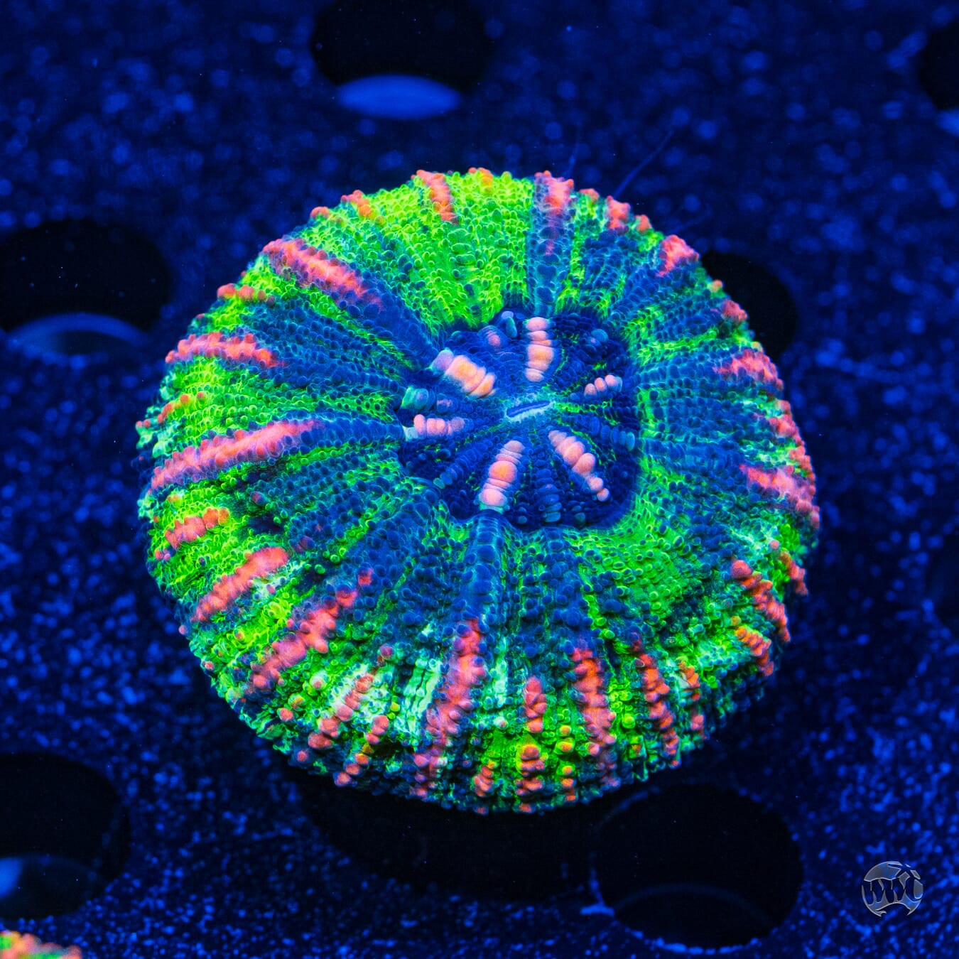 Bicolor Button Scolymia #3 - Daylight Photo