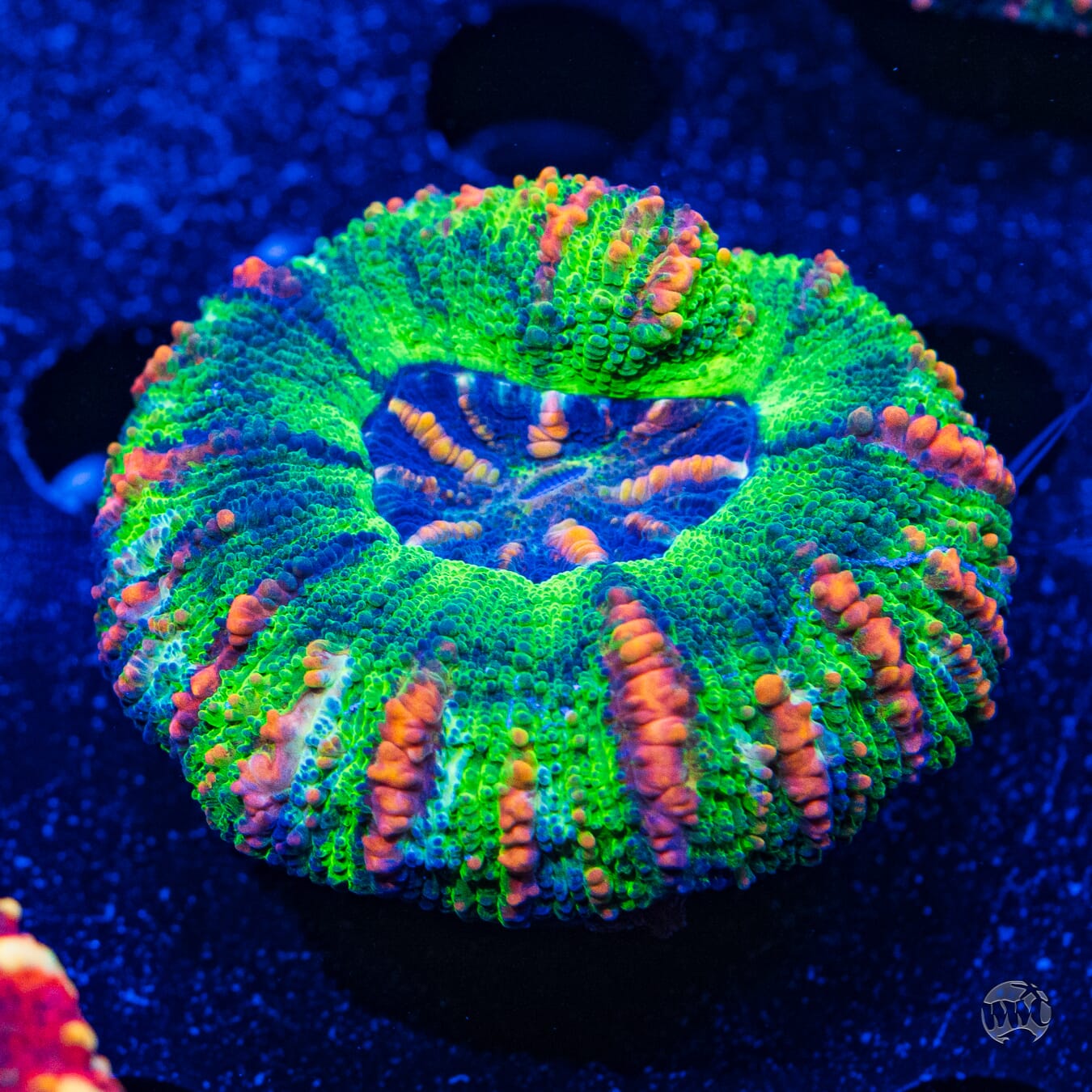 Bicolor Button Scolymia #4 - Daylight Photo