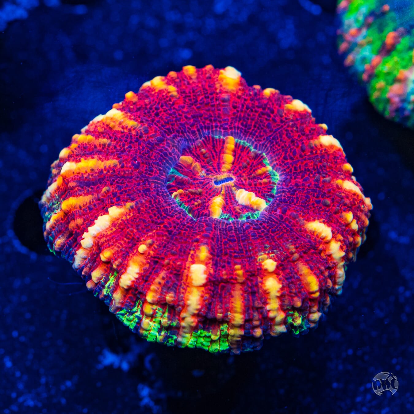 Bicolor Button Scolymia #5 - Daylight Photo