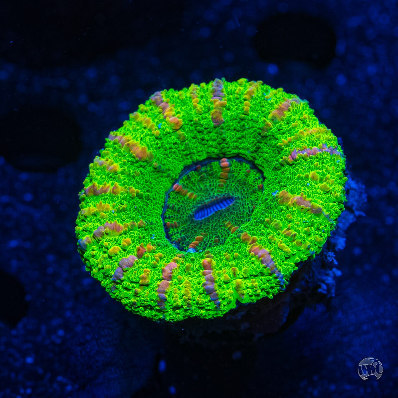 Bicolor Button Scolymia #7 - Daylight Photo