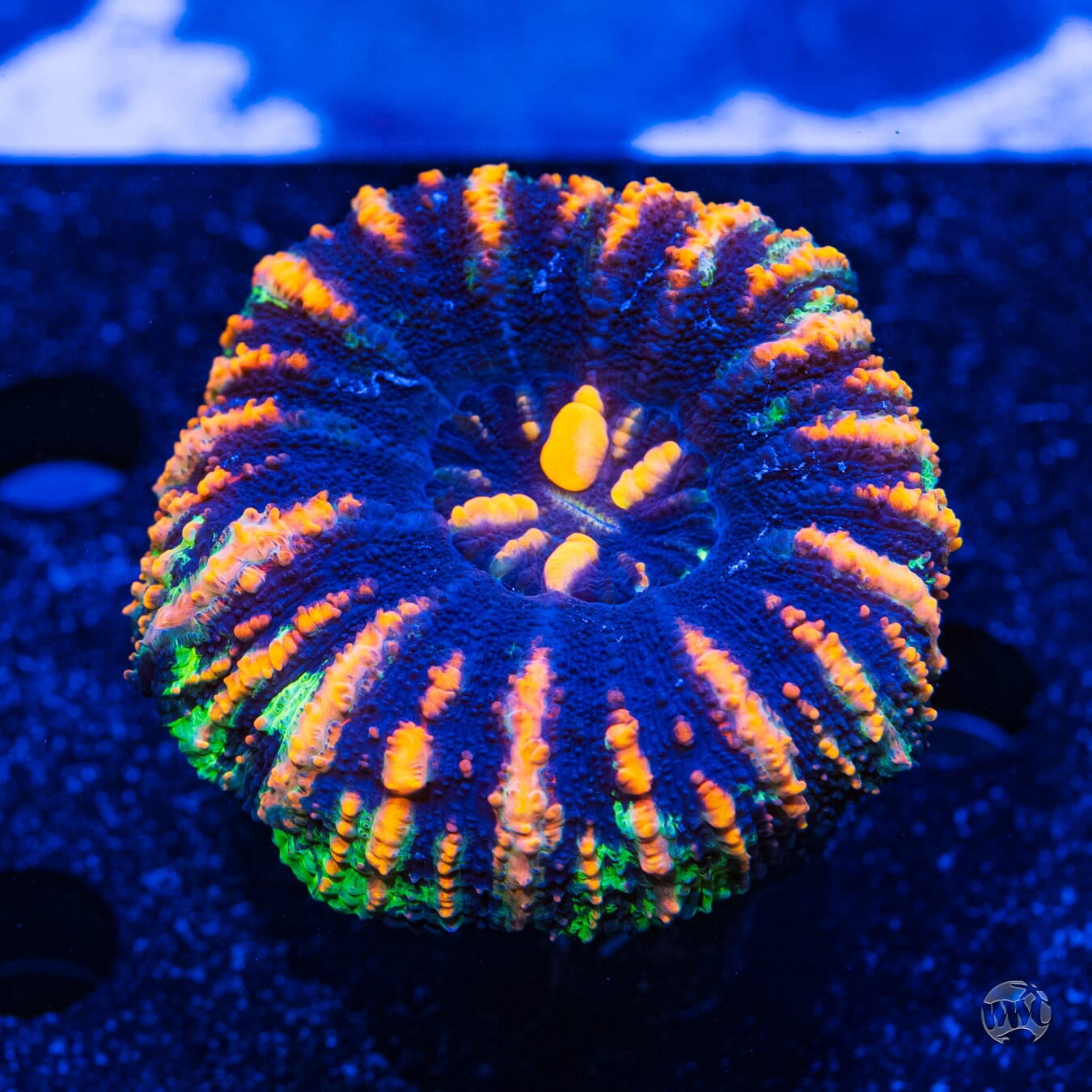 Bicolor Button Scolymia #8 - Daylight Photo
