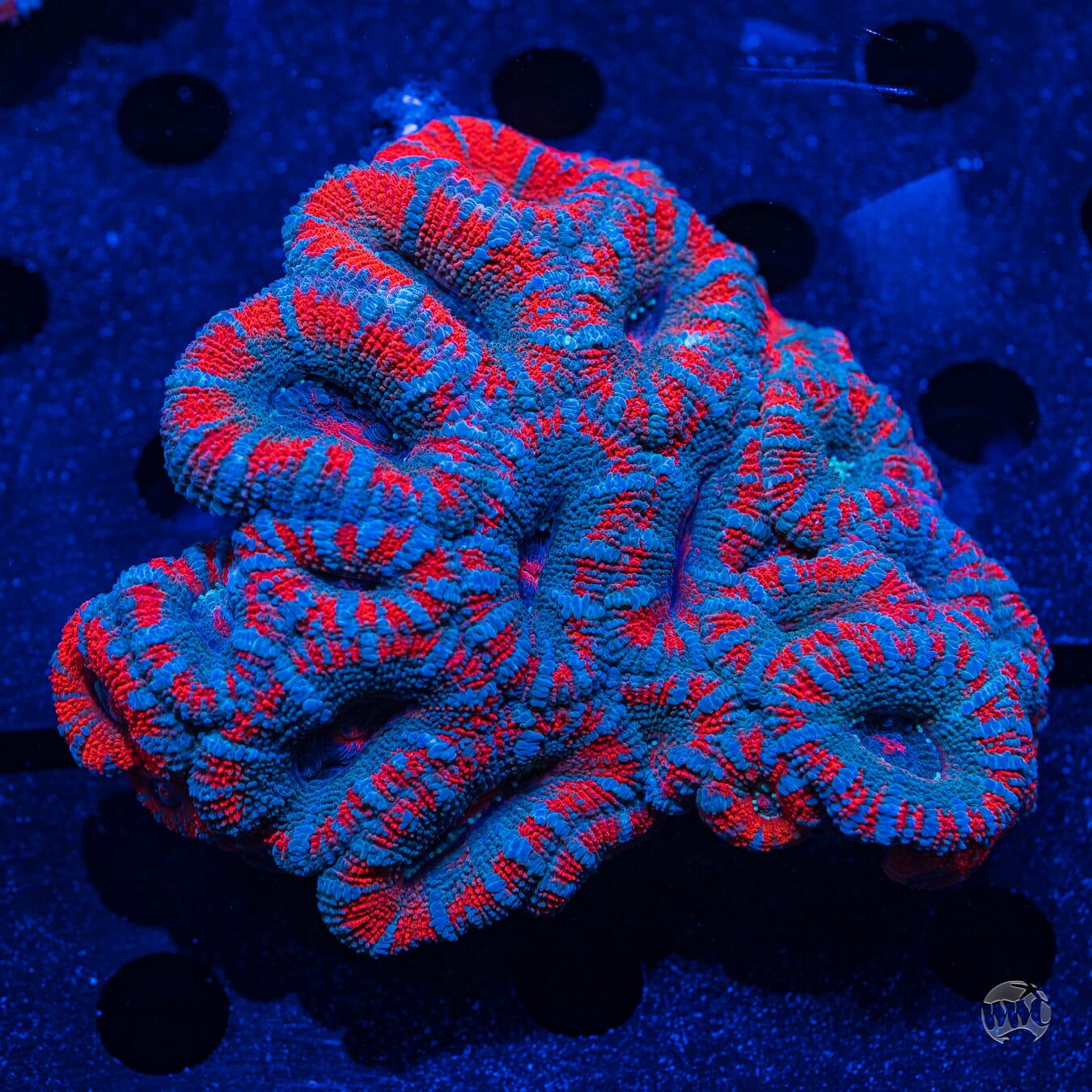 Multicolor Aussie Lord #1 - Daylight Photo