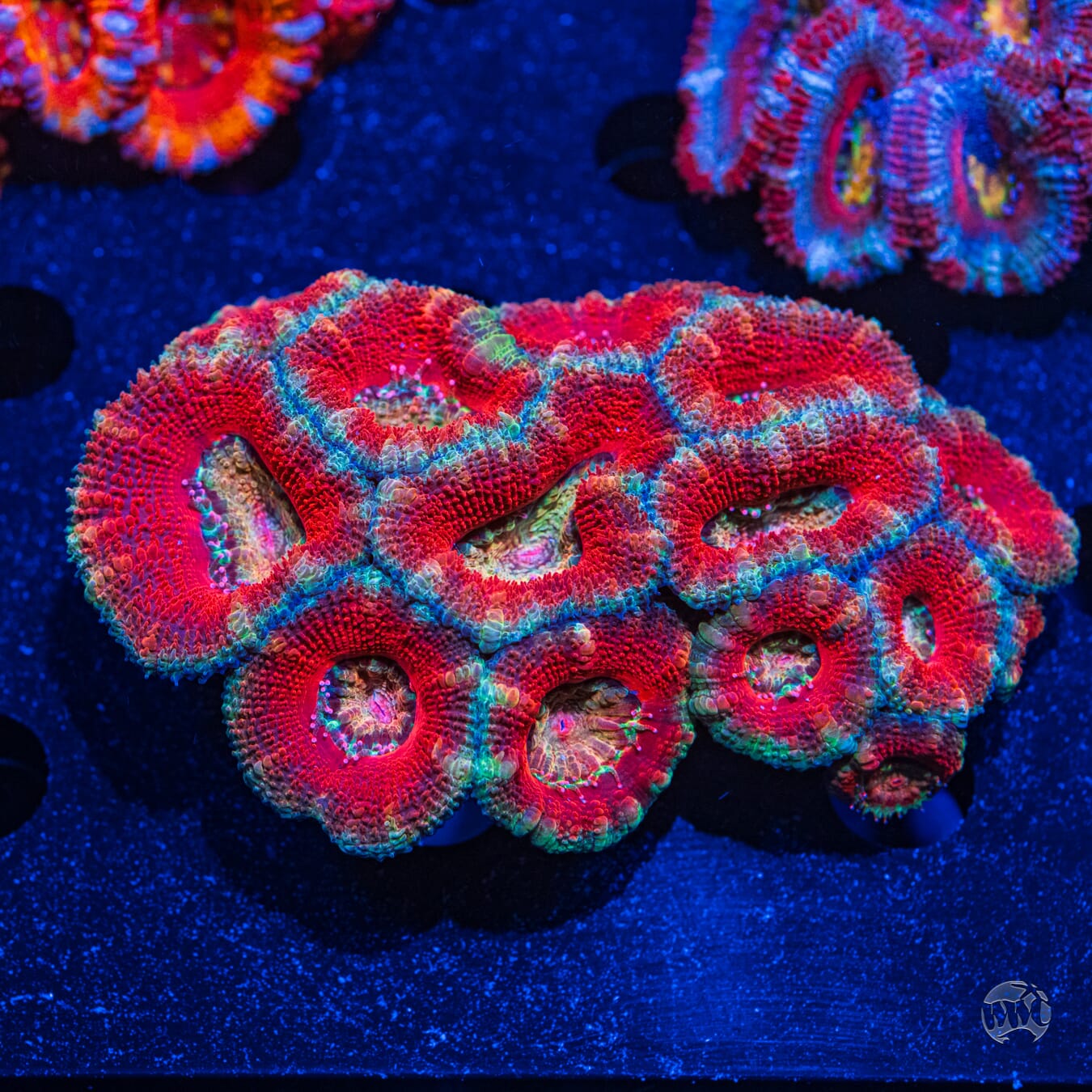 Multicolor Aussie Lord #2 - Daylight Photo