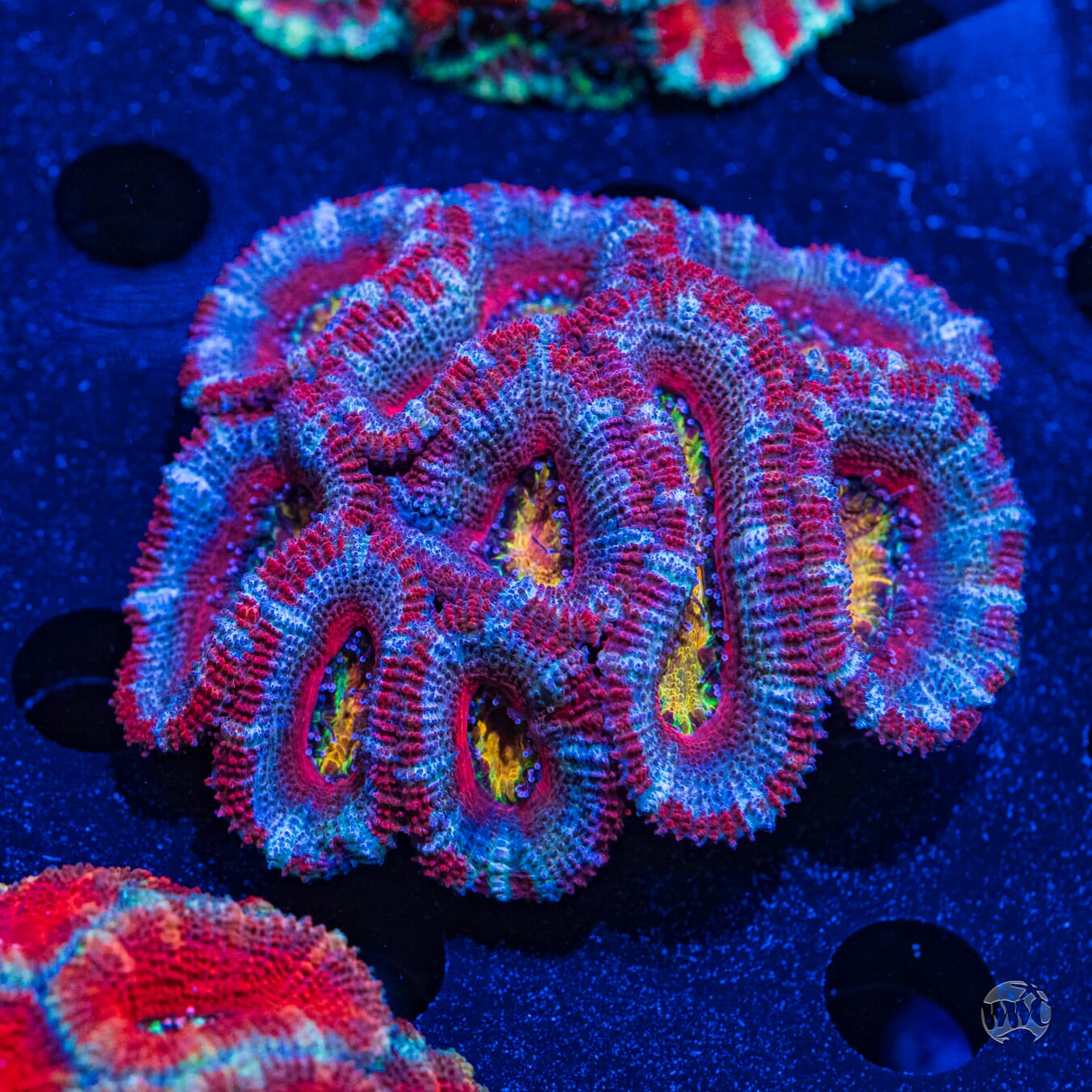 Multicolor Aussie Lord #3 - Daylight Photo