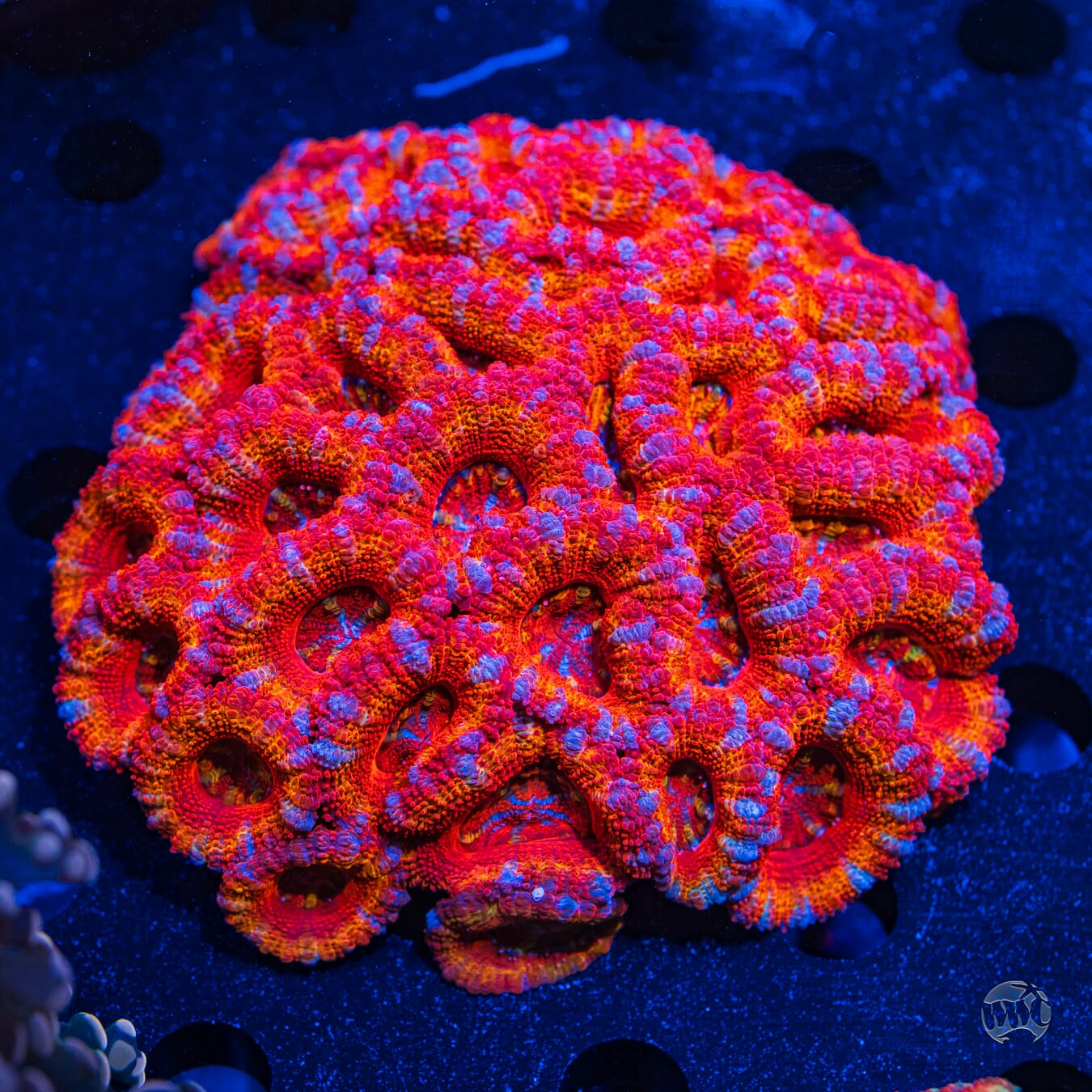 Multicolor Aussie Lord #5 - Daylight Photo