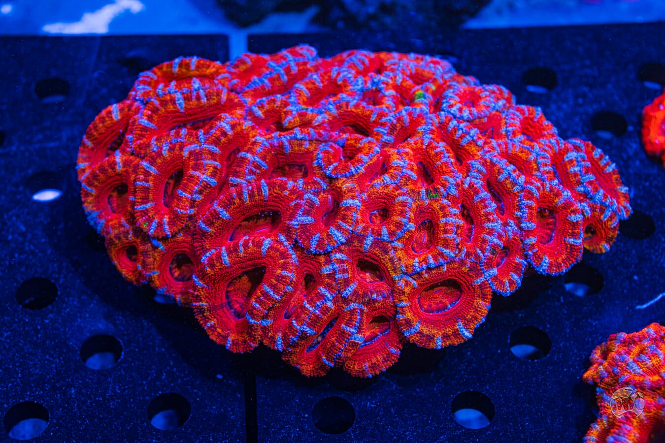 Multicolor Aussie Lord #6 - Daylight Photo