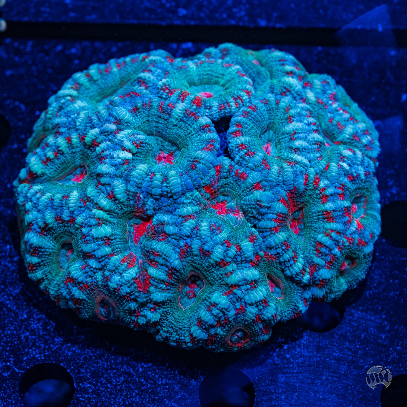 Multicolor Asian Lord #2 - Daylight Photo