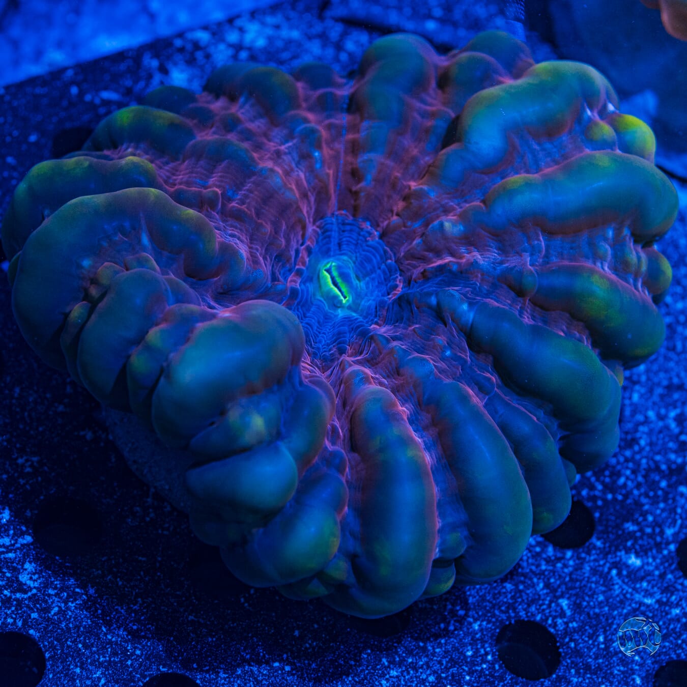 Green Cynarina #2 - Daylight Photo