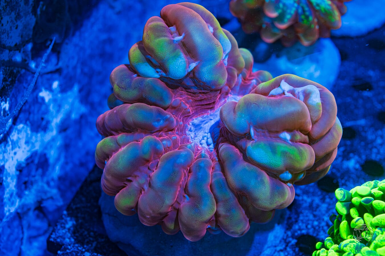 Rainbow Cynarina - Daylight Photo
