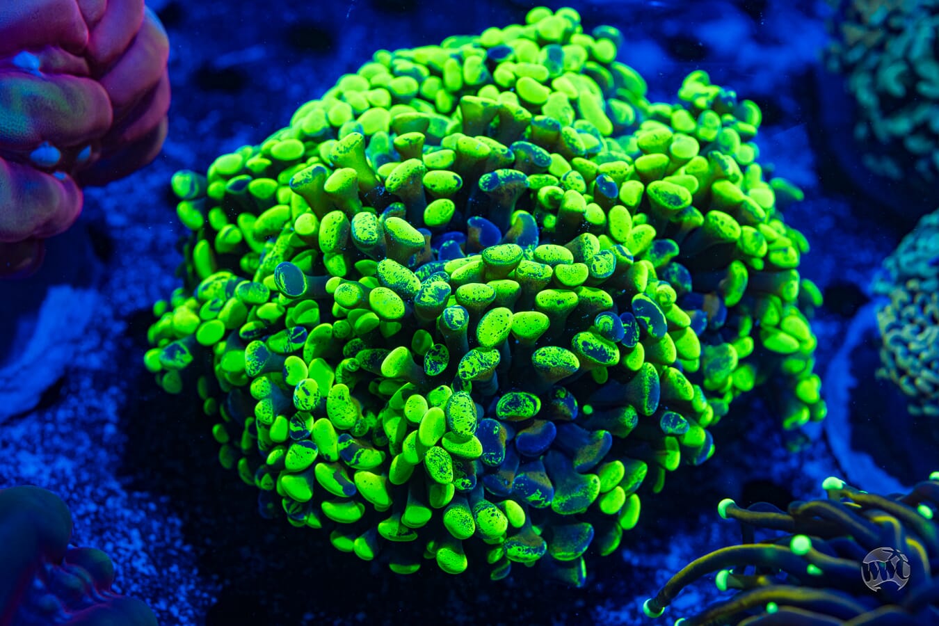 Neon Branching Hammer #1 - Daylight Photo