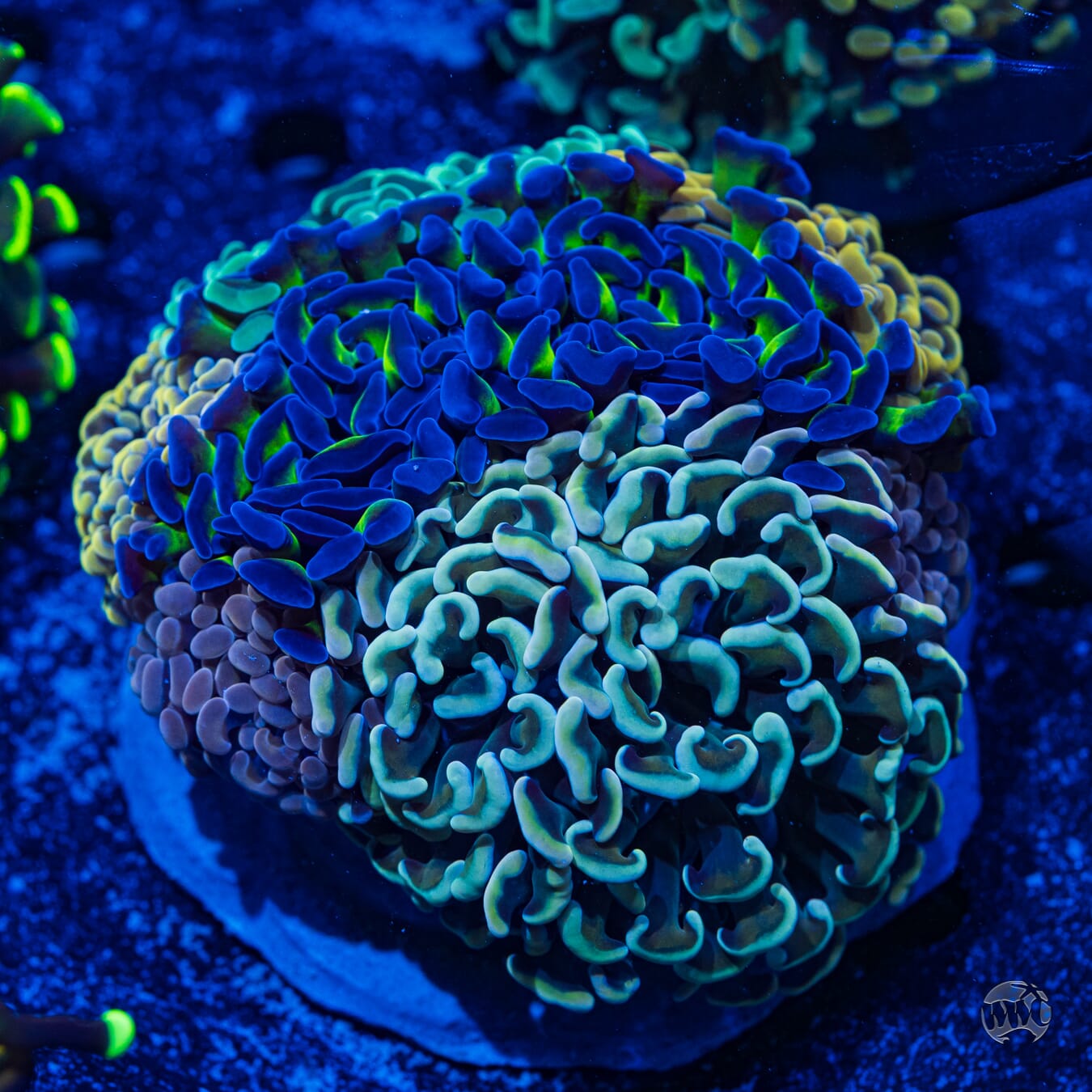 Branching Hammer Coral Instant Garden #2 - Daylight Photo