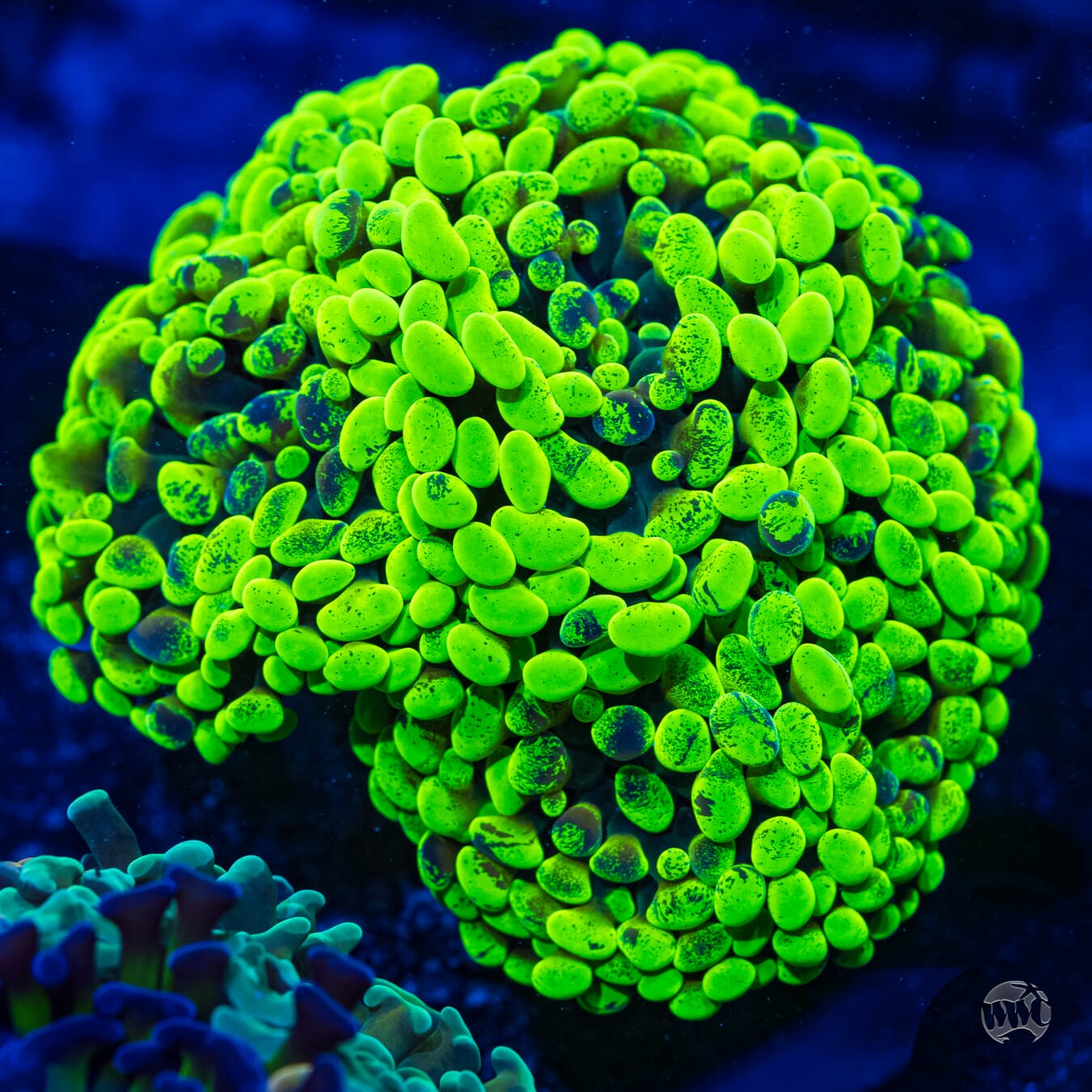 Neon Branching Hammer #2 - Daylight Photo