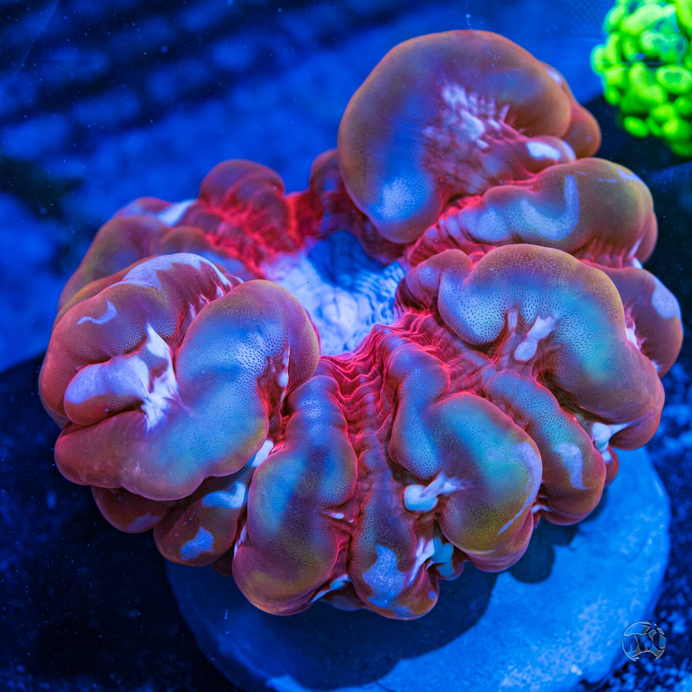 Multicolor Cynarina - Daylight Photo