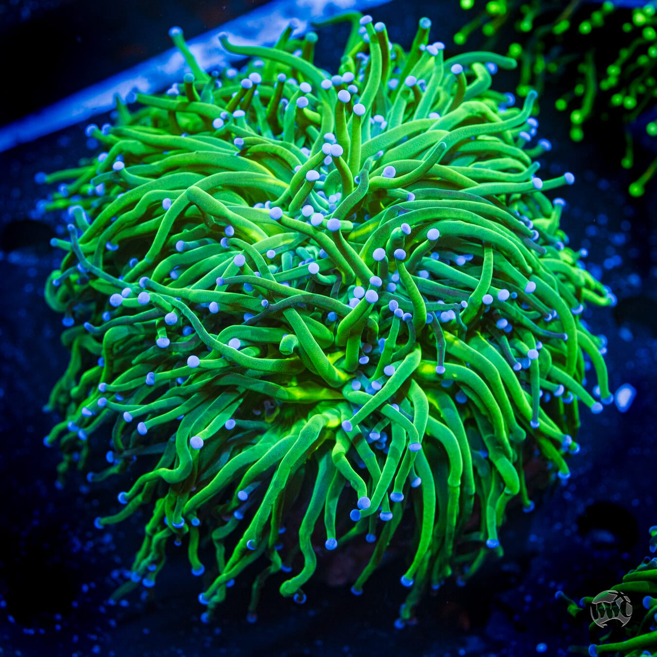XL Cotton Candy Torch #2 - Daylight Photo