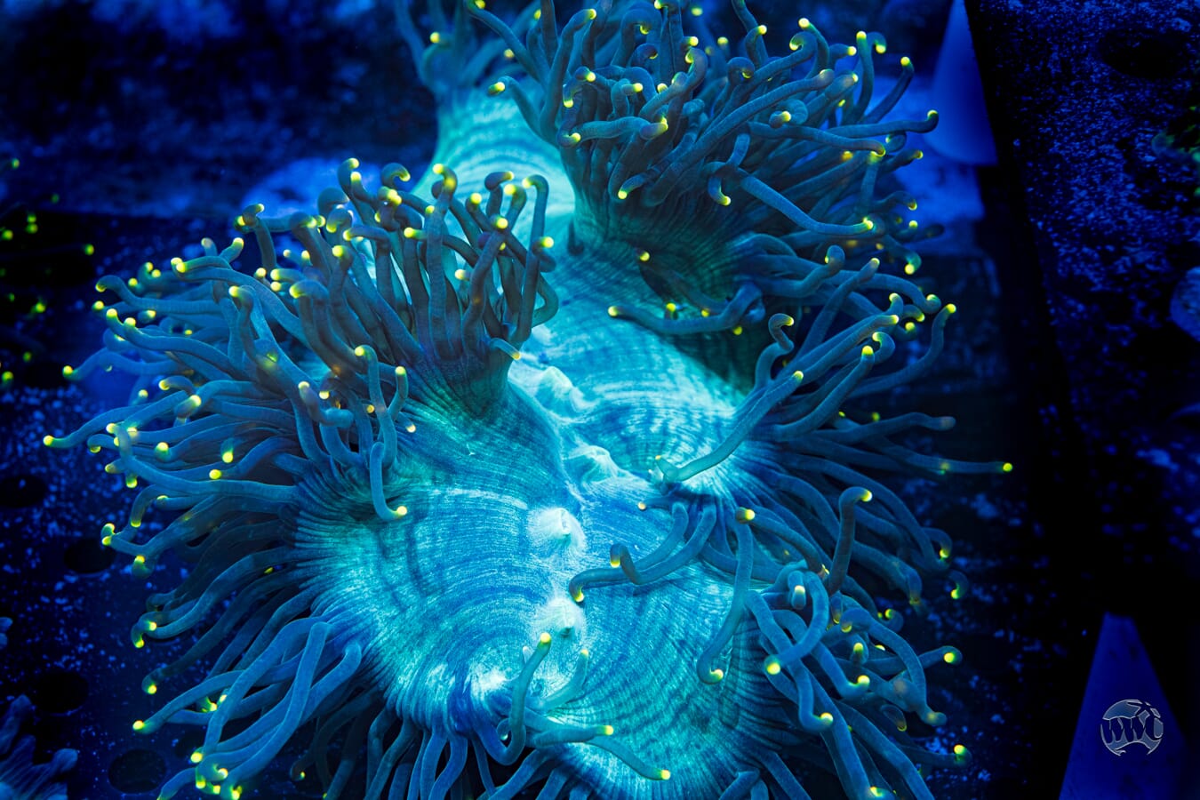 Gold Tipped Elegance Coral #1 - Daylight Photo