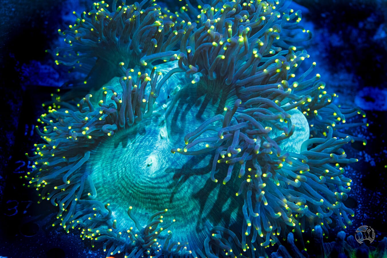 Gold Tipped Elegance Coral #2 - Daylight Photo