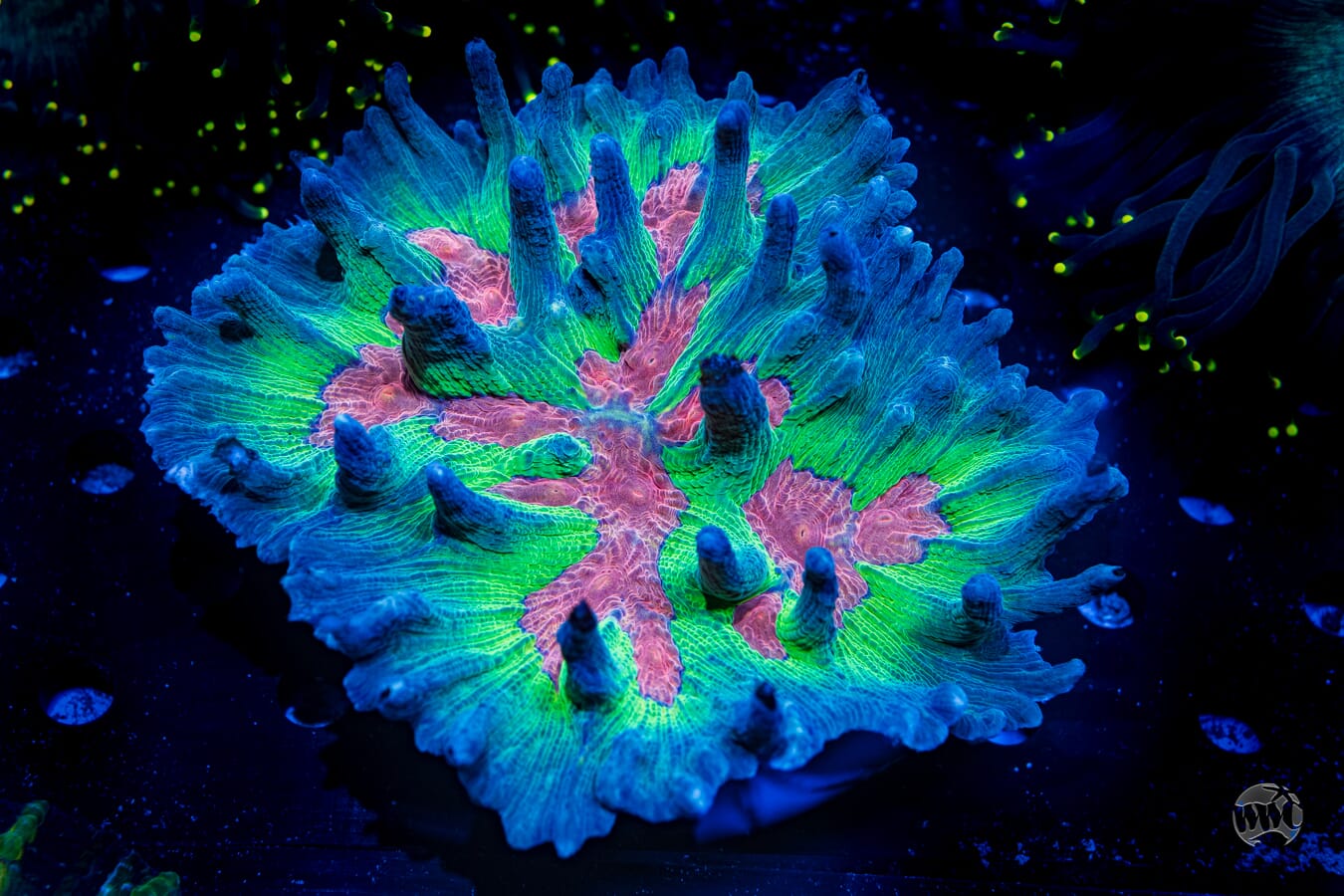 LG Tricolor Pectinia - Daylight Photo