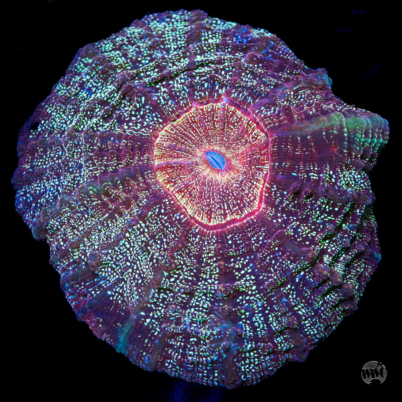 Bedazzled Acanthophyllia - Daylight Photo