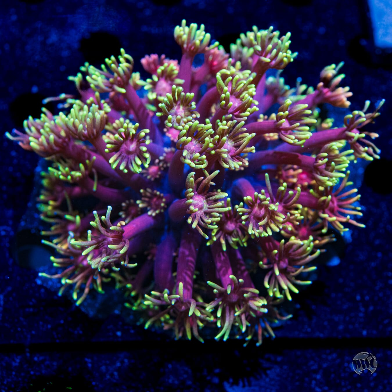 LG Cosmos Goniopora #1 - Daylight Photo