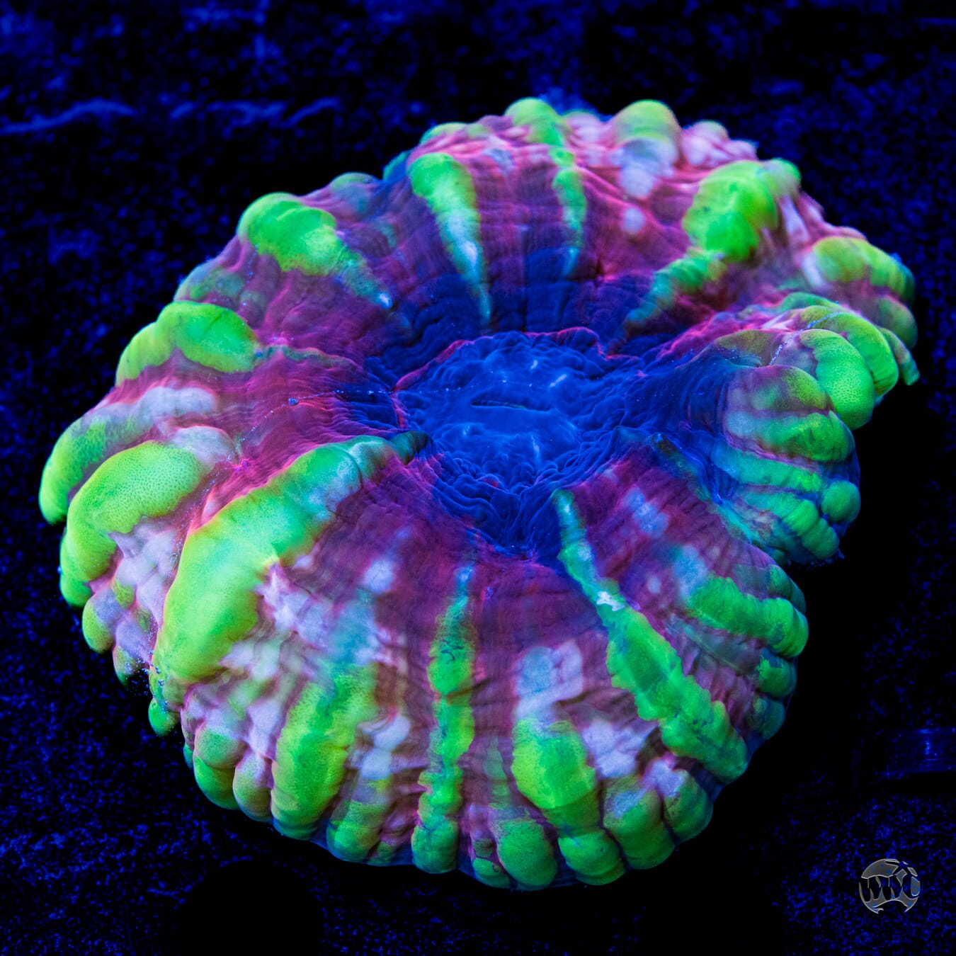 Grapevine Cynarina - Daylight Photo