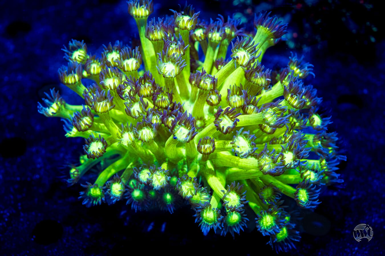 Neon Goniopora #1 - Daylight Photo