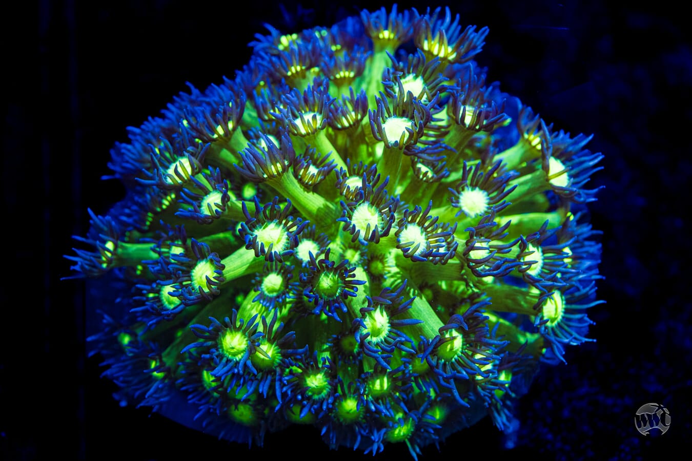 Neon Goniopora #2 - Daylight Photo