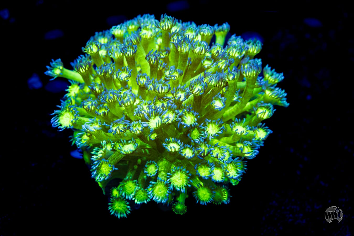Neon Goniopora #3 - Daylight Photo