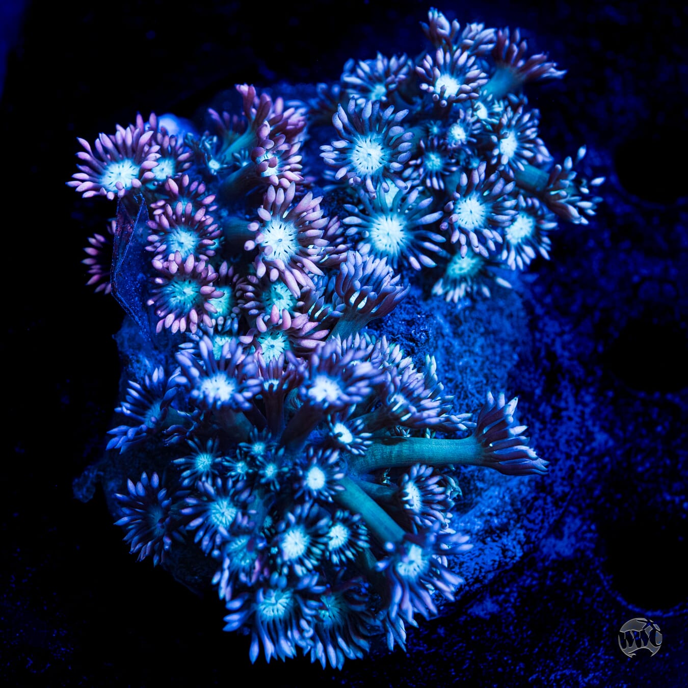 Lavender Goniopora - Daylight Photo