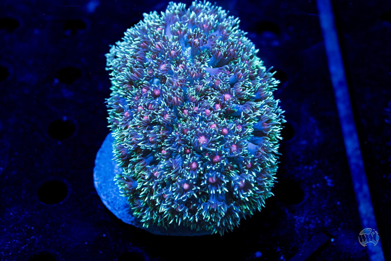 Purple Parrot Goniopora #1 - Daylight Photo