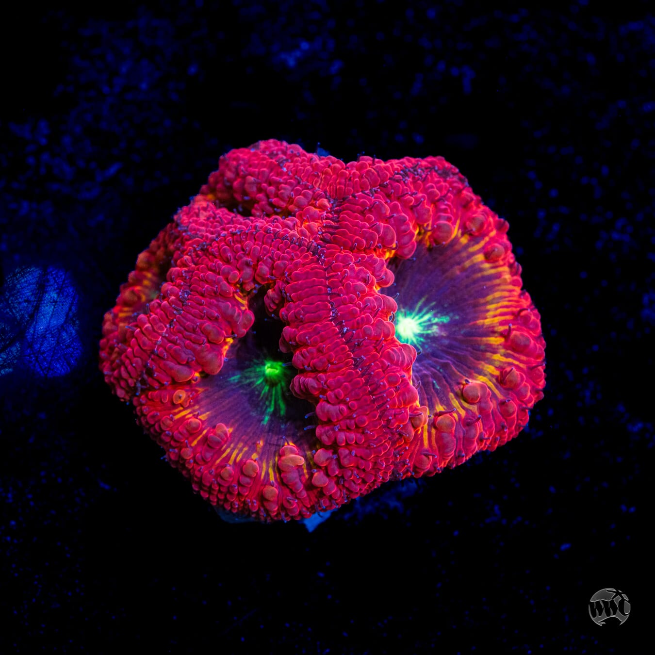 Ultra Multicolor Blastomussa #1 - Daylight Photo