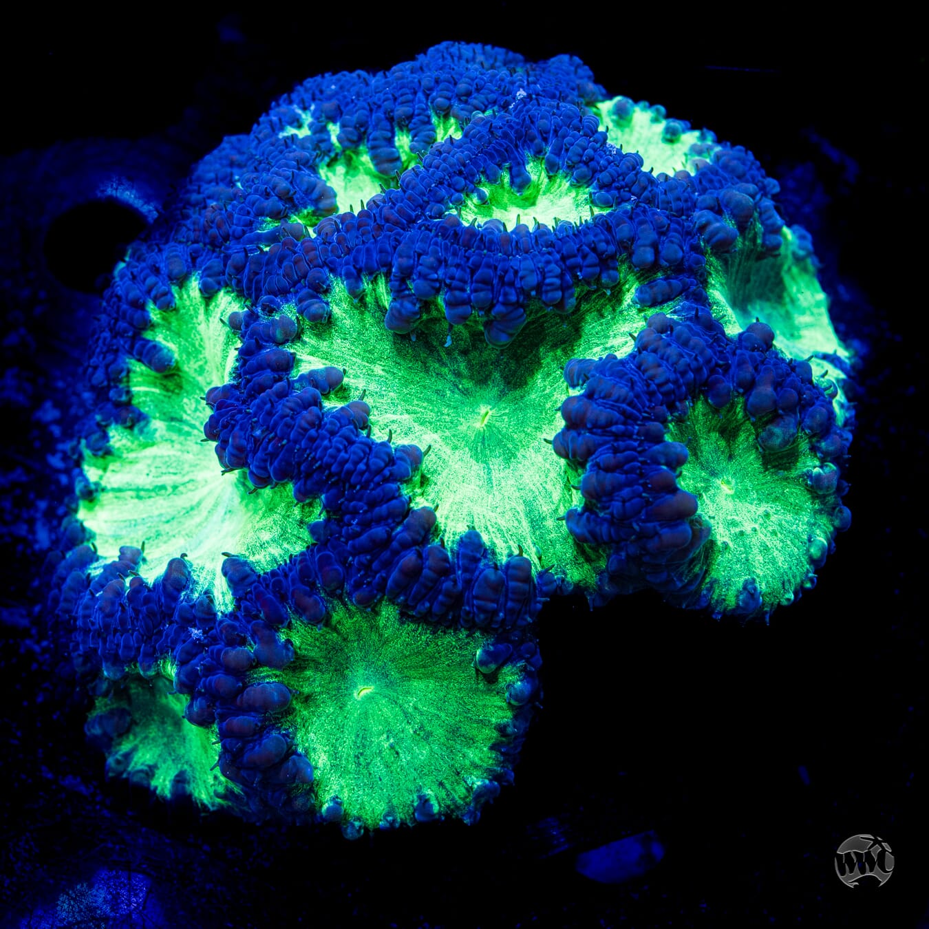 Ultra Multicolor Blastomussa #3 - Daylight Photo