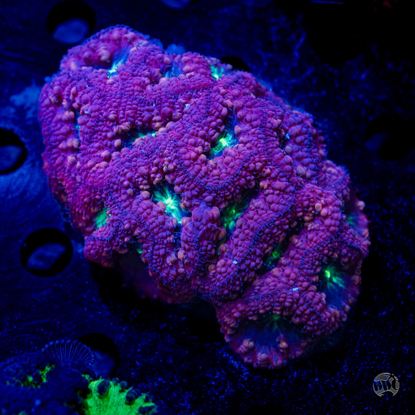 Ultra Multicolor Blastomussa #4 - Daylight Photo