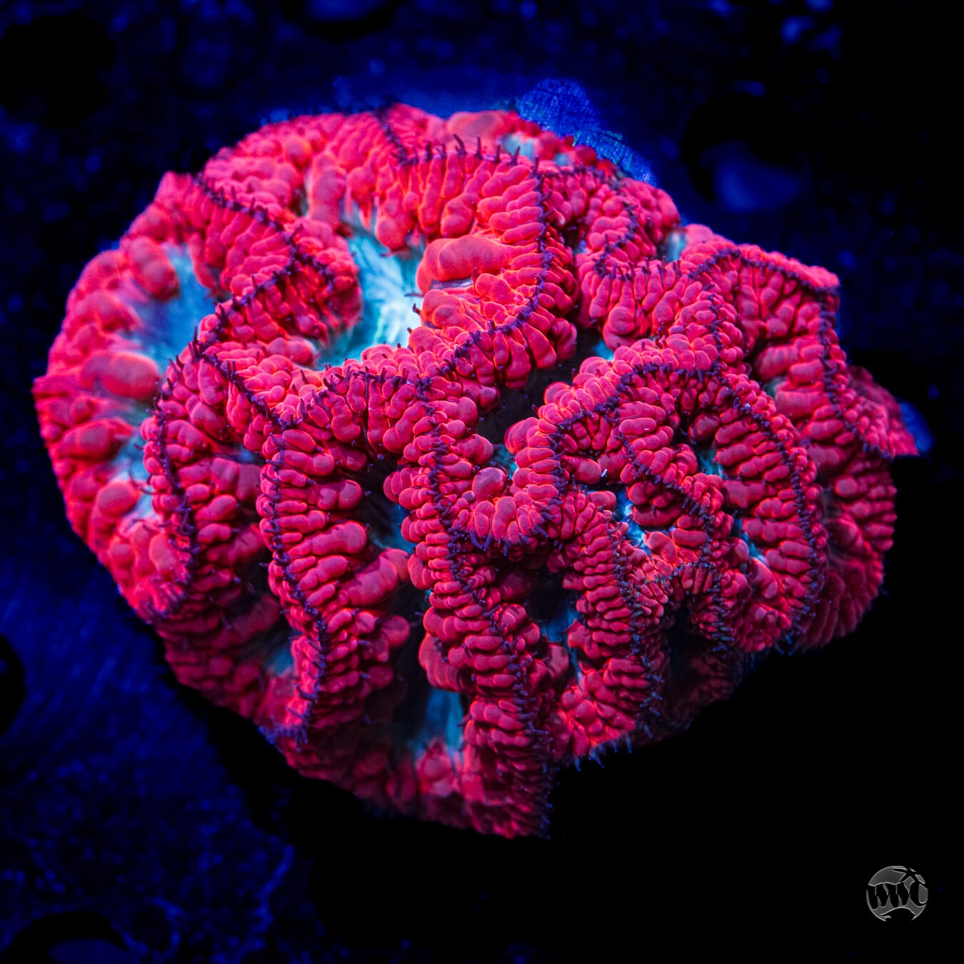 Ultra Multicolor Blastomussa #5 - Daylight Photo