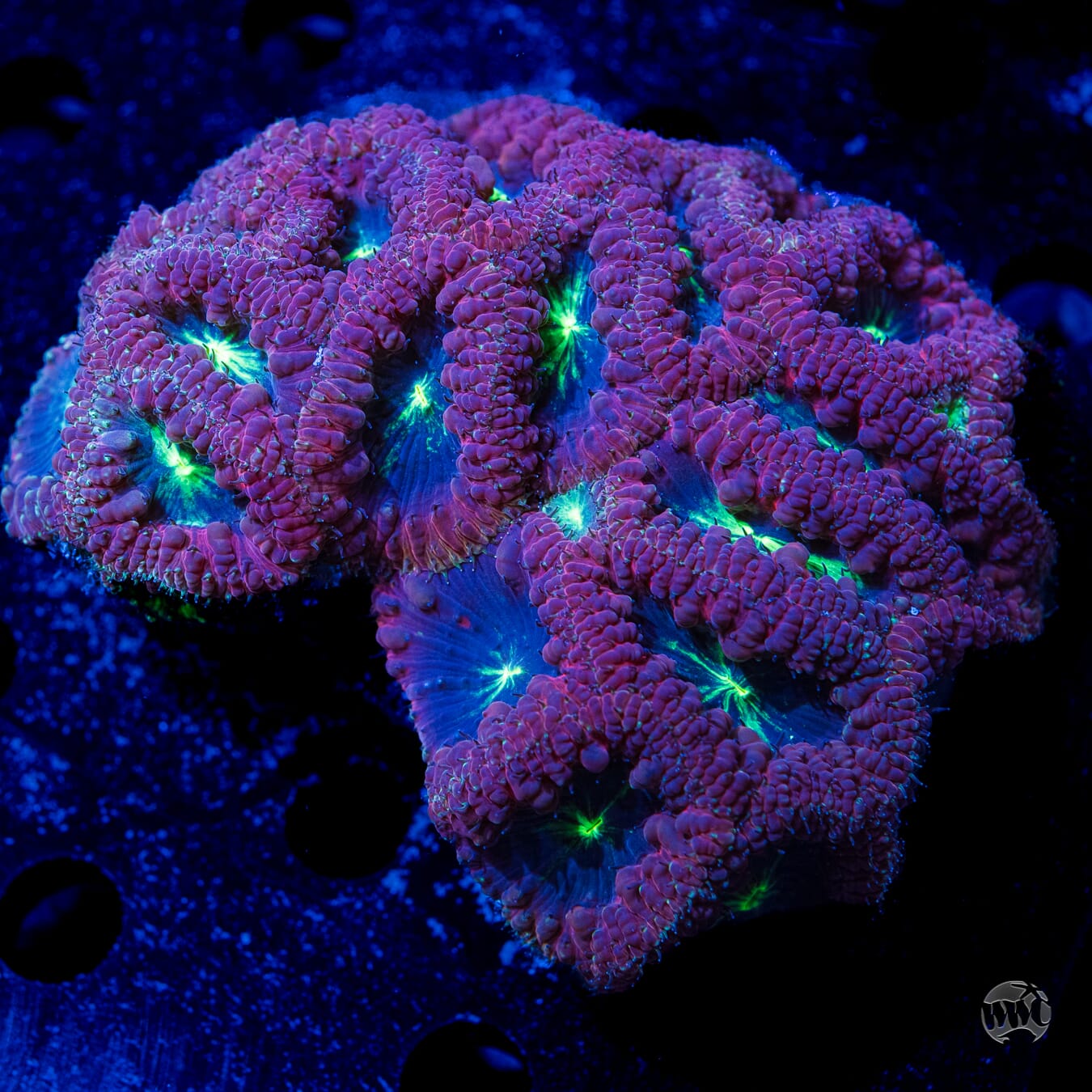 Ultra Multicolor Blastomussa #6 - Daylight Photo