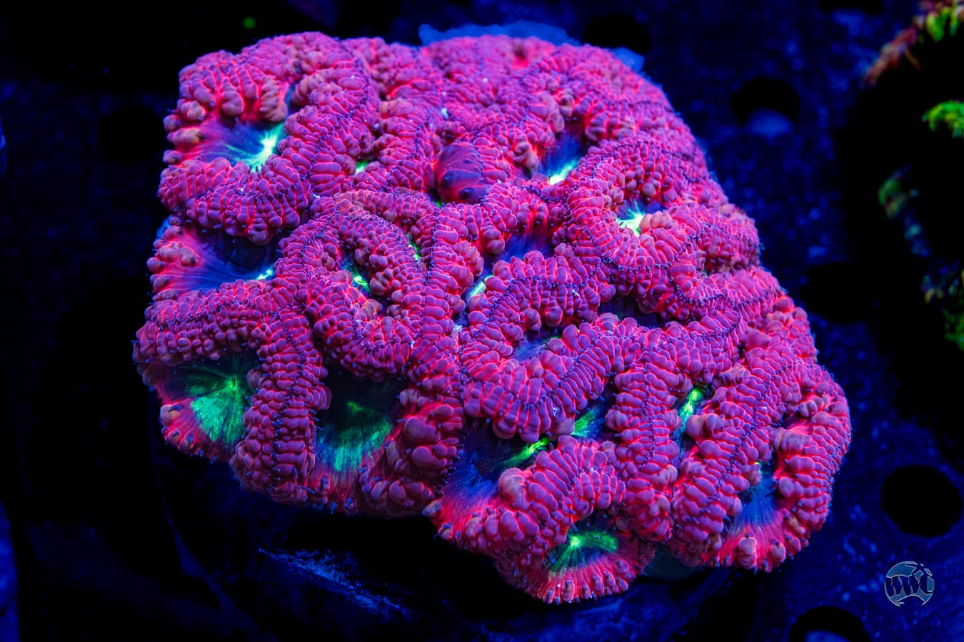 Ultra Multicolor Blastomussa #7 - Daylight Photo