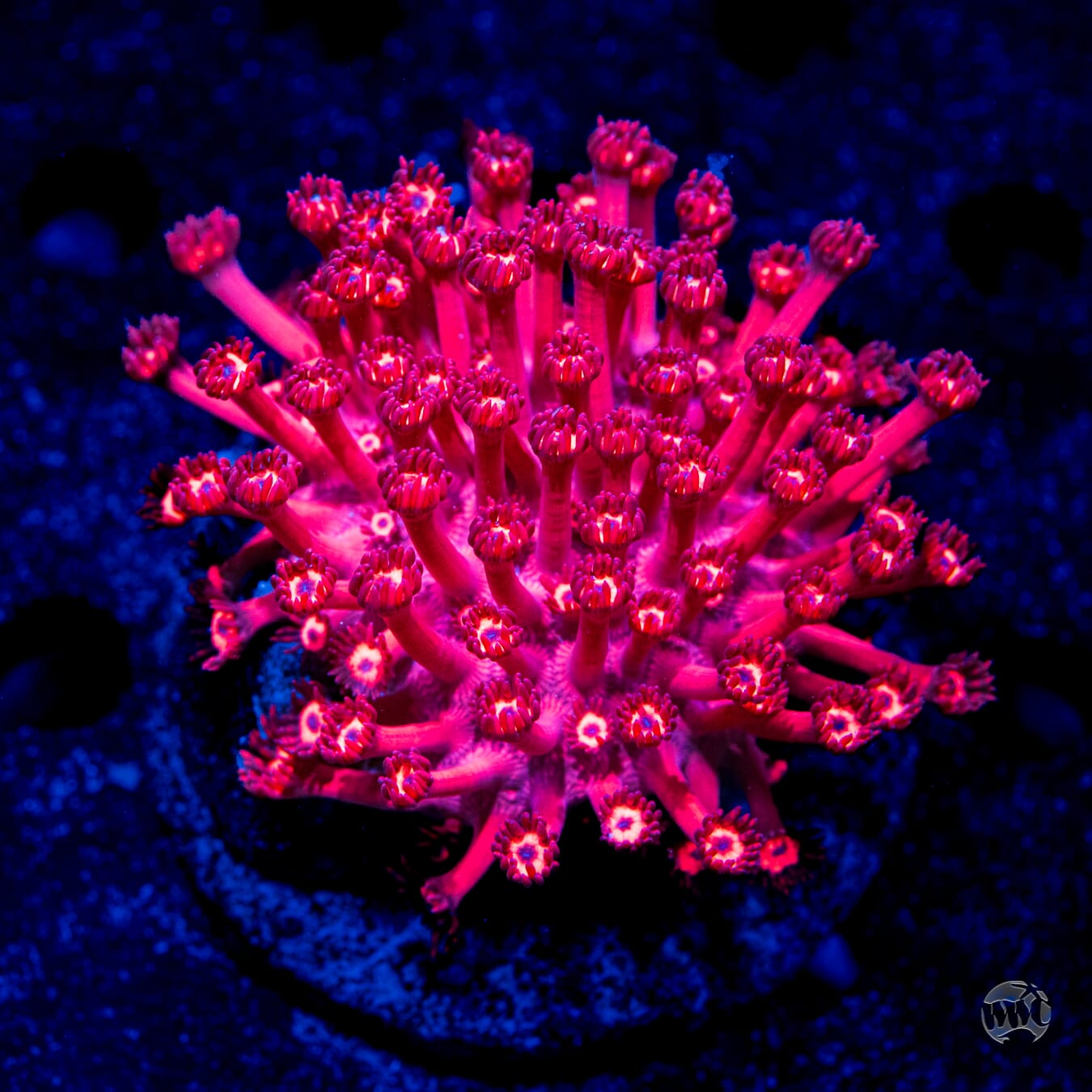 LG Ragin Rojo Goniopora #1 - Daylight Photo