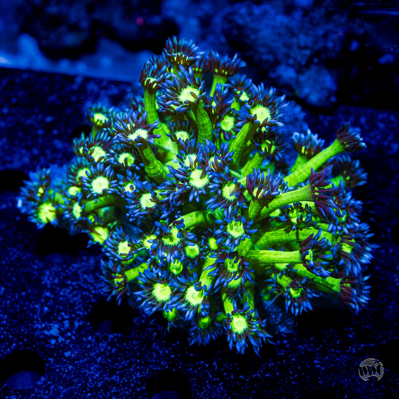 Neon Goniopora #5 - Daylight Photo